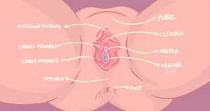 anatomia-reproductiva